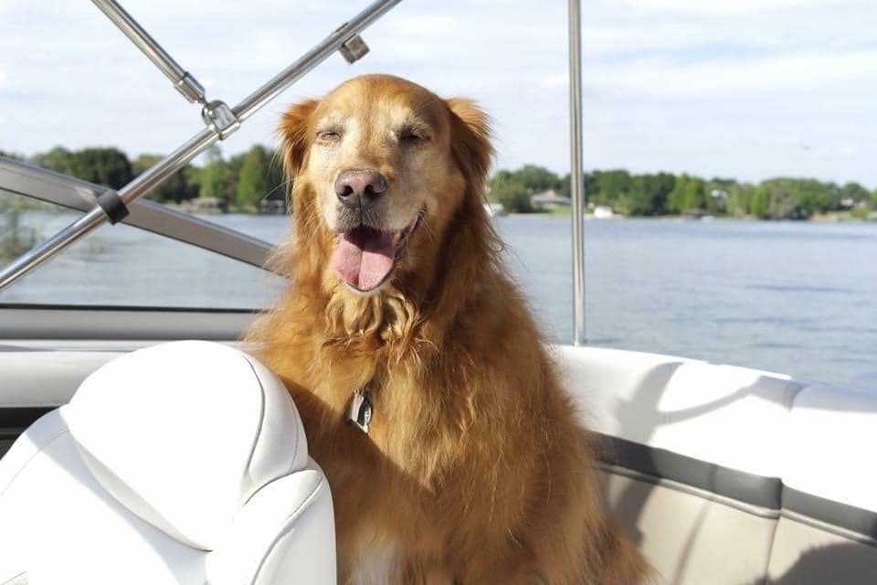 Dog on a boat on the Chain of Lakes Winter Haven Florida